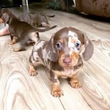 We did not find results for: Unilad Sausage Dog Puppy Playtime Facebook
