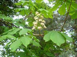 Il corbezzolo (arbutus unedo) è un piccolo albero sempreverde, produce grandi grappoli di piccoli fiori bianchi a cercidiphyllum japonicum è un albero deciduo, produce piccoli fiori bianchi riuniti in infiorescenza, è una pianta dioica ha fiori maschili e femminili. Fiori Bianchi A Grappolo