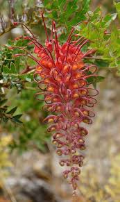 It comes from australia, new guinea, new caledonia, and sulawesi. Spring In The Hills Unusual Flowers Amazing Flowers Australian Flowers