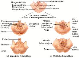 Many translated example sentences containing vorhaut über eichel. Neurologie Der Vorhaut Und Des Penis Beschneidung Von Jungen