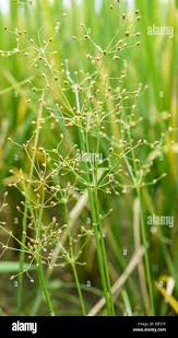 Image result for Fimbristylis