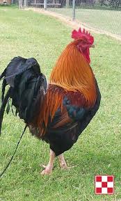 .cup, central coast roosters women's premiership and sydney roosters jersey flegg sides. What To Feed Roosters Chicken Breeds For Eggs Pet Chickens Chickens And Roosters