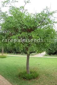 Image result for Schotia capitata