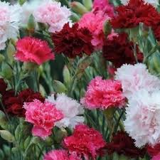 An Easy Growing Perennial With Fringed Flowers And A Sweetly Spicy Perfume Garden Pinks Dianthus Plumarius Are A Flower Seeds Fragrant Flowers Flower Garden