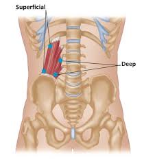 The hip joint is the articulation of the pelvis with the femur, which connects the axial skeleton with the lower extremity. Trigger Point Therapy Treating The Ql Niel Asher Education