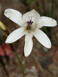 Image result for Tritonia