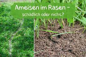 Stellen sie mit holzwolle gefüllte blumentöpfe mit der öffnung nach unten auf die ameisenstraßen und warten sie einfach ab. Sind Ameisen Im Rasen Schadlich Rasen Kaputt Gartenlexikon De