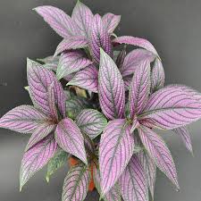 Image result for Strobilanthes