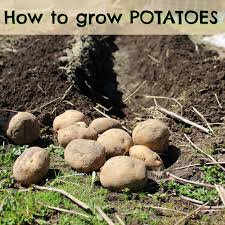 We did not find results for: Marblemount Homestead Why And How To Grow Potatoes In Your Garden Or Containers Organically
