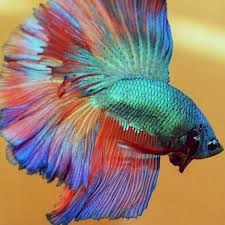 Here have a watercolor rainbow betta i worked on #artchalle. Sha Fish Farm Super Rainbow Betta Fish Share This Post Facebook
