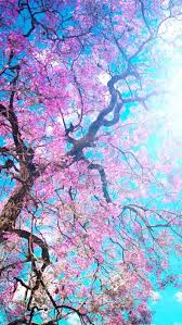 Pink blossom tree, japan, architecture, cherry blossom, water. Japanese Cherry Blossom Tree Wallpaper Iphone 5 Wallpaper Cherry Blossom 1918304 Hd Wallpaper Backgrounds Download