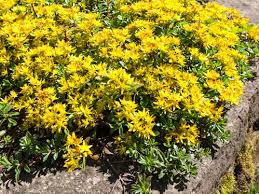 I fiori gialli sono portati su spighe piramidali erette a fine estate. Quali Piante Tappezzanti Scegliere Per Il Giardino One Giardinaggio