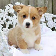 Hunter Pembroke Welsh Corgi Puppy 601297 Puppyspot Welsh Corgi Puppies Pembroke Welsh Corgi Puppies Cute Corgi Puppy