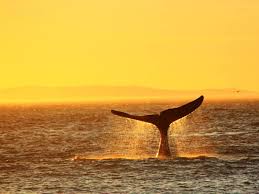 Image result for tbn:TG6q2zp6I3_-sM::balta.ikk.sztaki.hu/webshots/Oceans/12369.jpg