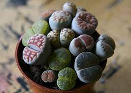 Rock Plant 1 Rock Plants Lithops Succulents Lithops
