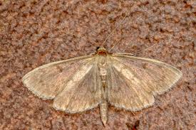 Image result for Anania perlucidalis