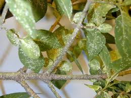 Image result for scale on plant