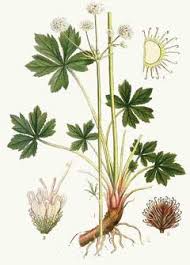 Image result for Sanicula elata