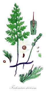 Image result for Hymenophyllaceae