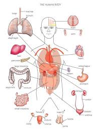 Free Human Body Organs Download Free Clip Art Free Clip