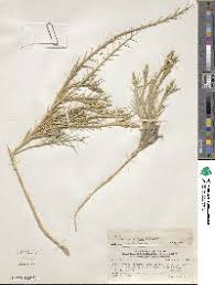 Image result for Sporobolus tenuissimus