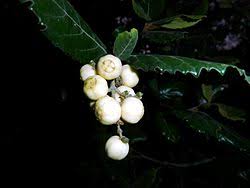 Image result for Curtisia dentata