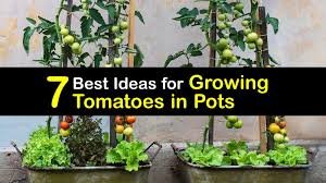 Likewise, if you are planting a large batch, even three seeds per hole can be. 7 Best Ideas For Growing Tomatoes In Pots