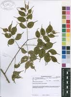 Image result for Lannea antiscorbutica