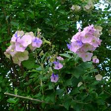 Image result for Karomia tettensis