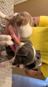 Get a pet transport quote! Petcare Express Home Facebook
