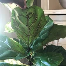 Managing common fiddle leaf fig tree pest and diseases here we've compiled the key points in caring for fiddle leaf fig plants indoors. Fiddle Leaf Fig Problems Repost