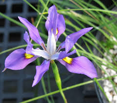 Image result for Moraea