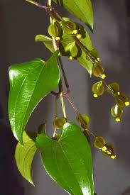 Image result for Dioscorea asteriscus