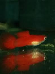 This species of fish is suitable for a decorative tank because they are cheap and quite beautiful. Guppy Poecilia Reticulata Und Endlers Guppy Poecilia Wingei