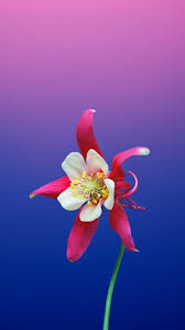 Apple Ios 11 Stock Wallpaper Full Nbsp Hd Apple Nbsp Wallpaper This Is Ios 11 Nbsp Stock In 2020 Flower Iphone Wallpaper Flower Phone Wallpaper Best Iphone Wallpapers