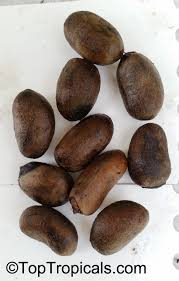 Image result for Monodora