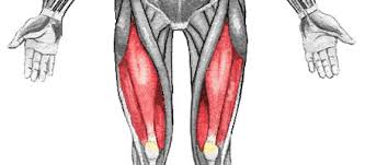 Image result for quad muscles