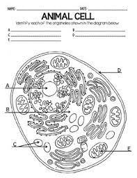 Check spelling or type a new query. Cells Blank Plant Animal Cell Diagrams Note Taking Assessment By Iteachstem