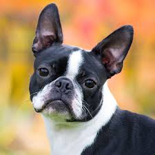 Use the search tool below and browse adoptable boston terriers! 1 Boston Terrier Puppies For Sale In Florida Uptown