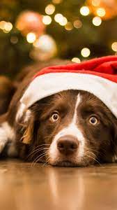 Check spelling or type a new query. Christmas Dog Wallpaper 2160x3840 Download Hd Wallpaper Wallpapertip