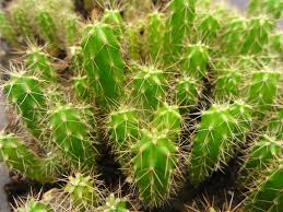 I'm going to buy some stuff in amazon and i saw that they sell seeds, is worth buying seeds or is better buying a cut? San Pedro Cactus Seeds World Seed Supply