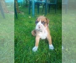 If you're considering adopting a boxer puppy, make sure you understand this breed's special health considerations. View Ad Boxer Litter Of Puppies For Sale Near New York Dryden Usa Adn 208176