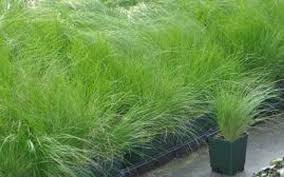 Image result for Polystachya tenuissima