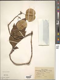 Image result for Petersianthus macrocarpus