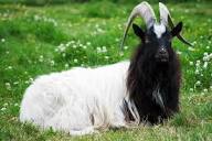 5 Goat Breeds You May Not Be Familiar With - Farm Flavor