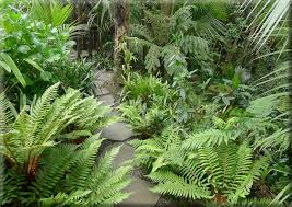 Titirangi Garden Photos Lanzscapes Native Garden Garden Landscape Design Garden Planning
