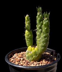 Image result for Austrocylindropuntia