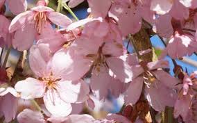 Check spelling or type a new query. Prunus Pendula Pendula Rubra Flowering Cherry Tree For Sale