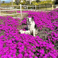 Image result for Delosperma tradescantioides