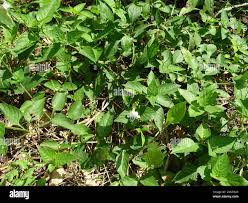 Image result for Asystasia intrusa